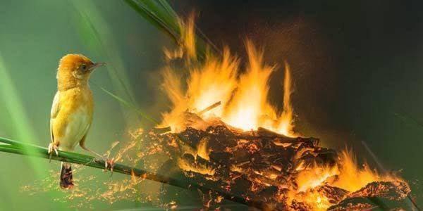 You are currently viewing Spirit ANTARKITA  Setetes Air Burung Pipit di Tengah Api Zaman