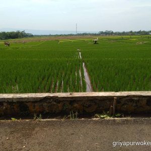 Dijual Tanah Sawah Produktif di Sambeng Wetan, Kembaran – Purwokerto, Banyumas