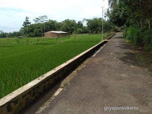Dijual Tanah Sawah Produktif di Sambeng Wetan, Kembaran – Purwokerto, Banyumas