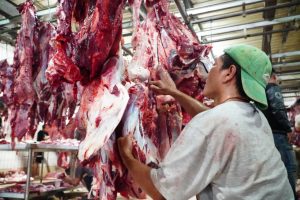 Read more about the article Pengembangan Peran Muhammadiyah dalam Membangun Kedaulatan Ekosistem Peternakan Sapi Potong